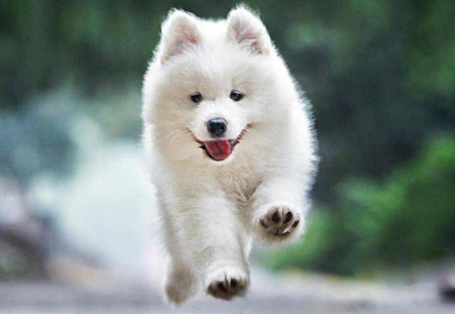 地方|训练小妙招：主人只要学会这几步，狗狗乖乖“定点大小便”！