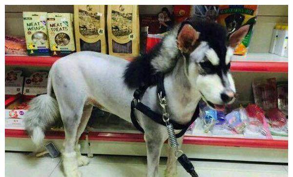 猫咪|主人把二哈剃成驴，把猫咪剃成“哥斯拉”，还给柴犬剃了个背带裤
