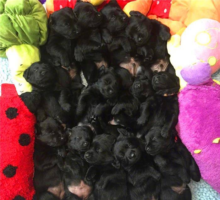 因为|铲屎官被“萌犬”包围，抵御不了狗狗的诱惑！