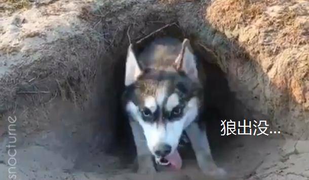 为什么有人喜欢养哈士奇 bc602929aeb84cef9b1cec4b454f48b3.jpeg