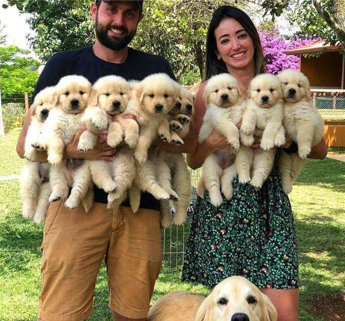 因为|铲屎官被“萌犬”包围，抵御不了狗狗的诱惑！