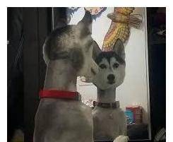 猫咪|主人把二哈剃成驴，把猫咪剃成“哥斯拉”，还给柴犬剃了个背带裤