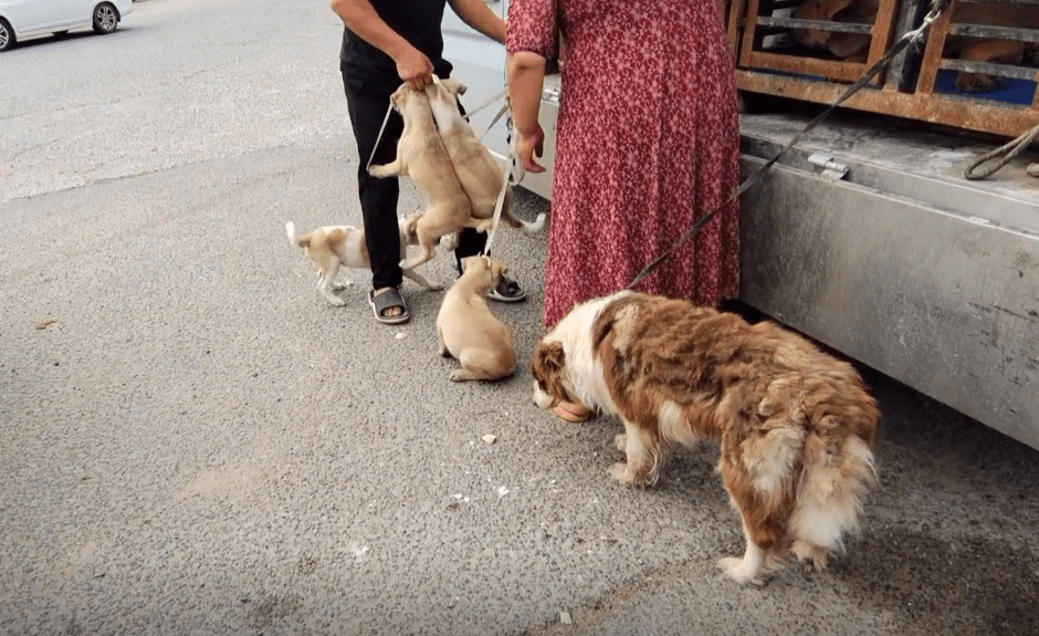 河南4只小土狗分食小羊羔大叔一怒之下送它們上狗肉車大叔多少錢都賣