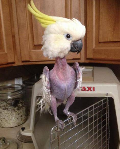 主人工作忙没空理会鹦鹉 鹦鹉无聊拔光了自己的毛 动物