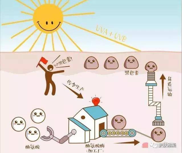 方法|想要健康白皙的皮肤，这 6 种科学美白的方法必不可少-MoodRose干货