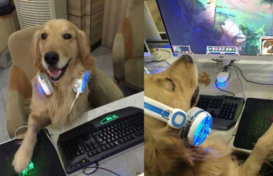 蔬果|养狗，就别犯这些“低级错误”，容易伤了你家狗