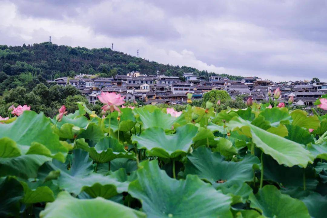 成为了|和顺古镇 | 水上印象 又是一年赏荷季