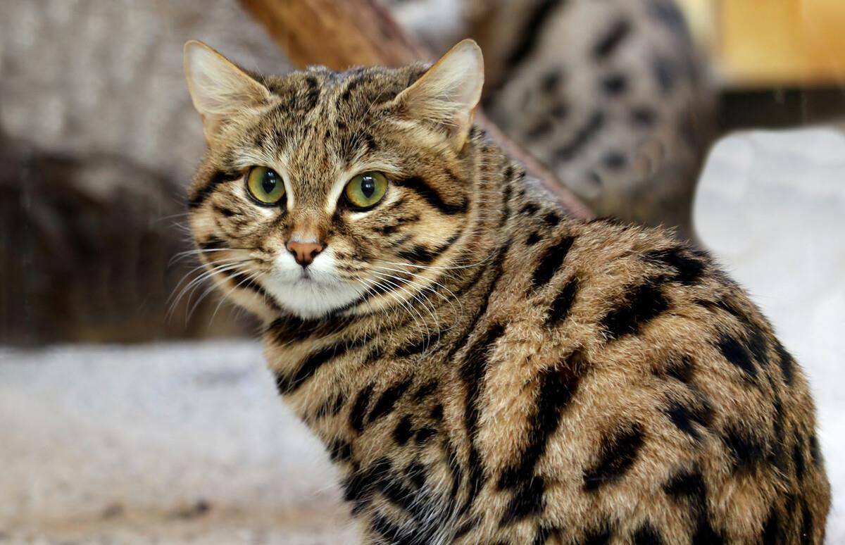 掌中萌虎,高效杀手,最小的猫科动物之一:黑足猫_felis