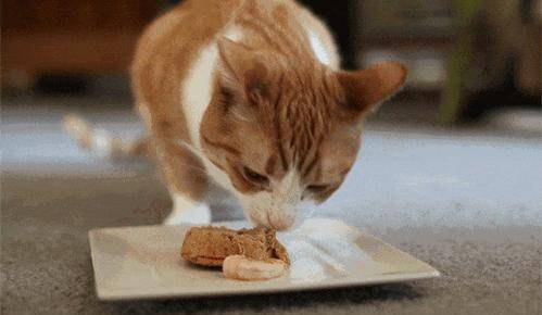 营养素|自制猫饭有风险!科学家检查了超百种食谱得出的结论