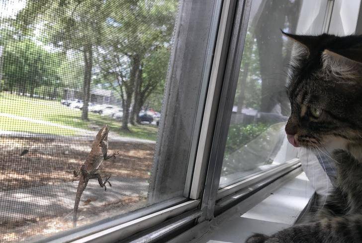 什么|像人类一样去互动,这些可爱的小动物简直成精啦