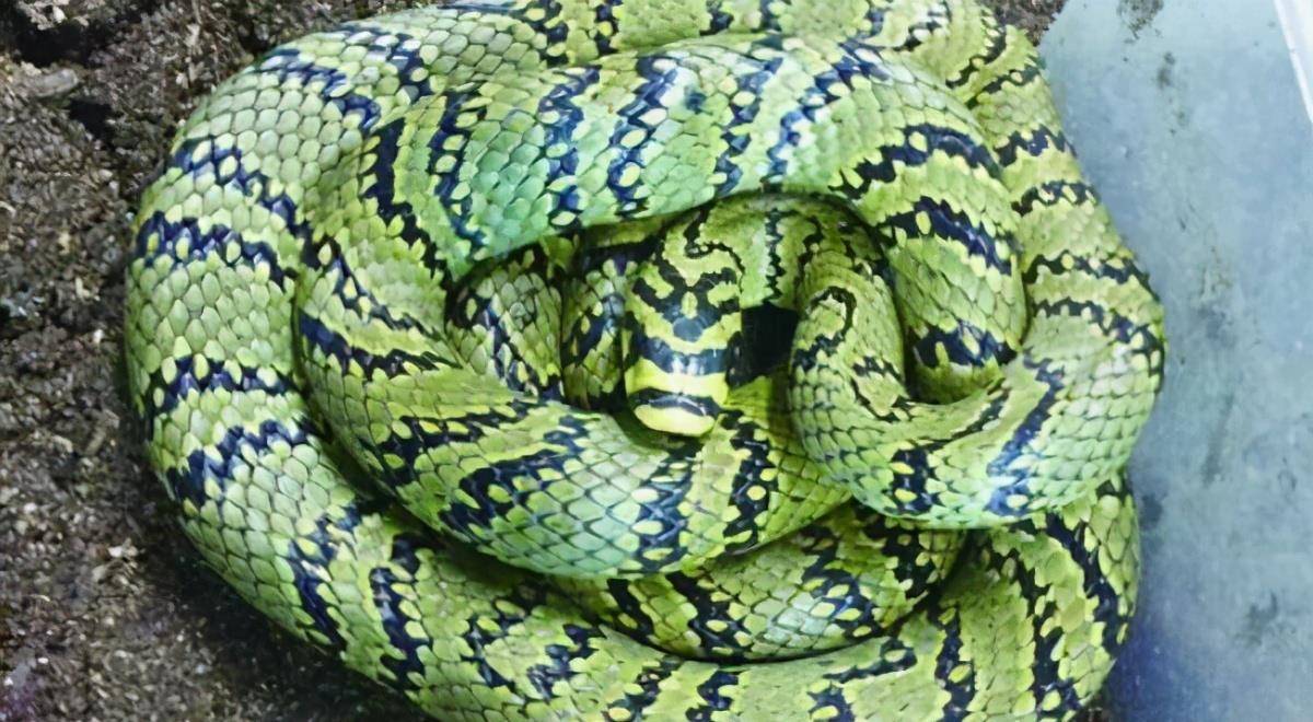 我国16种锦蛇 美丽而且无毒 捕蛇高手功效大 毒蛇