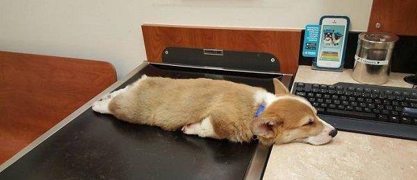 小汪|最容易跟宝宝达成共识的原来是狗