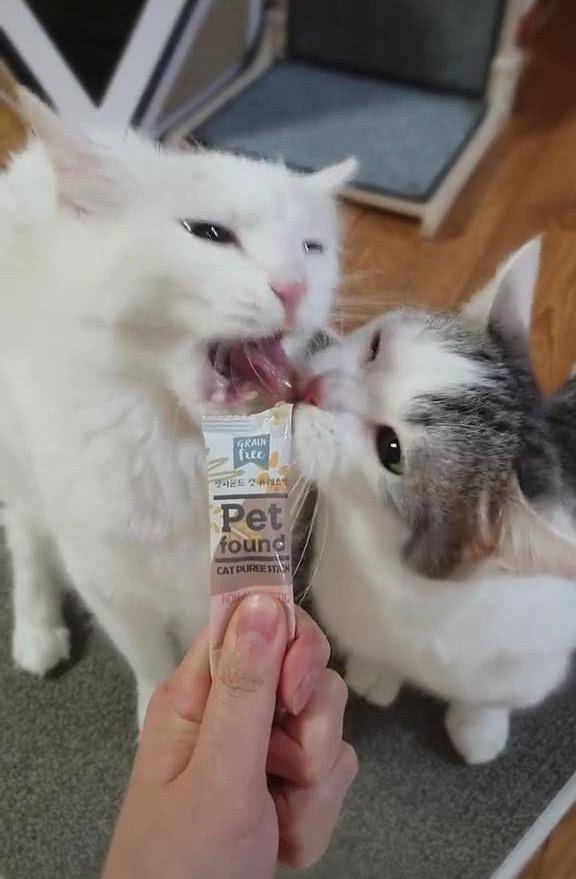 的优点|两只猫抢食物吃，接下来的动作令人笑喷，猫：哎，咬到我舌头了