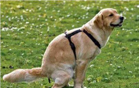 因为|揭晓：狗狗拉大便时，盯着主人看的原因