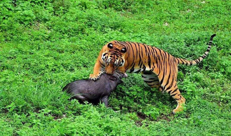 动物凶猛排名_凶猛动物图片
