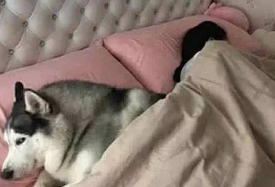 智商|主人让二哈去喊女儿起床,进去后半天没动静,主人一看气得想打它