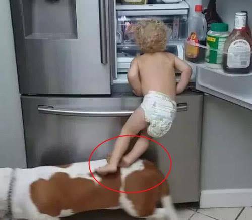气话|熊孩子叫来狗狗偷零食,宝妈闻声赶来,眼前的惊喜令她哭笑不得
