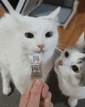 的优点|两只猫抢食物吃，接下来的动作令人笑喷，猫：哎，咬到我舌头了