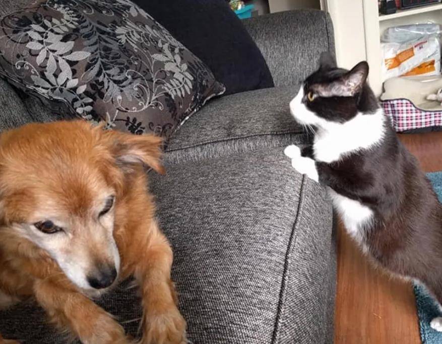 猫咪|家中小猫吃里爬外偷跑出门,原来是找邻居家狗狗,分享自己的零食