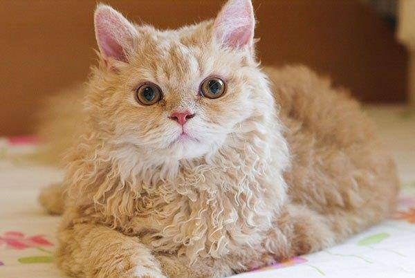 猫咪|有哪些品种猫的颜值超高，让人一见倾心？