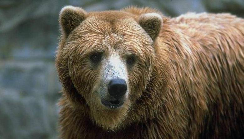 动物咬合力排名_咬合力第一的动物(2)