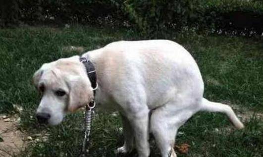 因为|揭晓：狗狗拉大便时，盯着主人看的原因