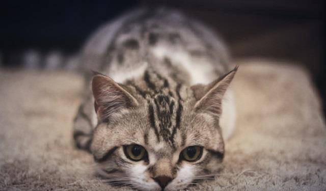 因为|新手养猫买了鸡肋用品不可怕，买错用品才可怕