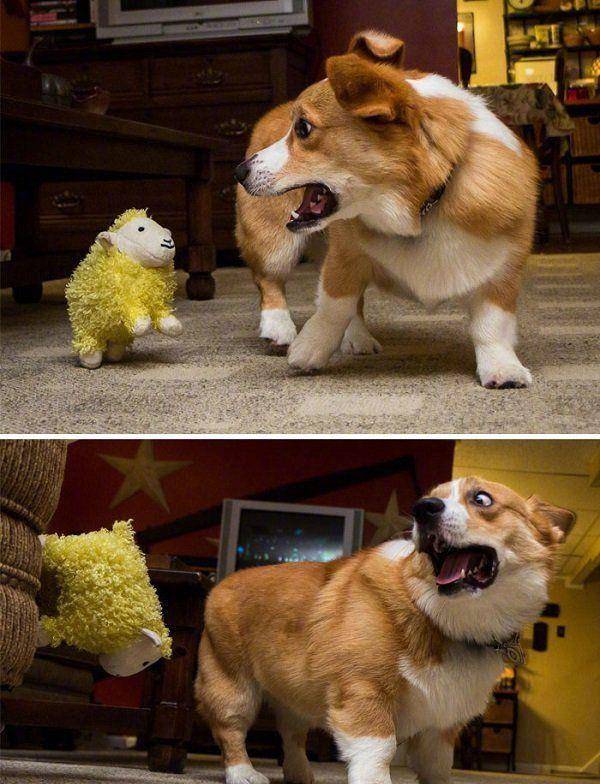 小汪|最容易跟宝宝达成共识的原来是狗