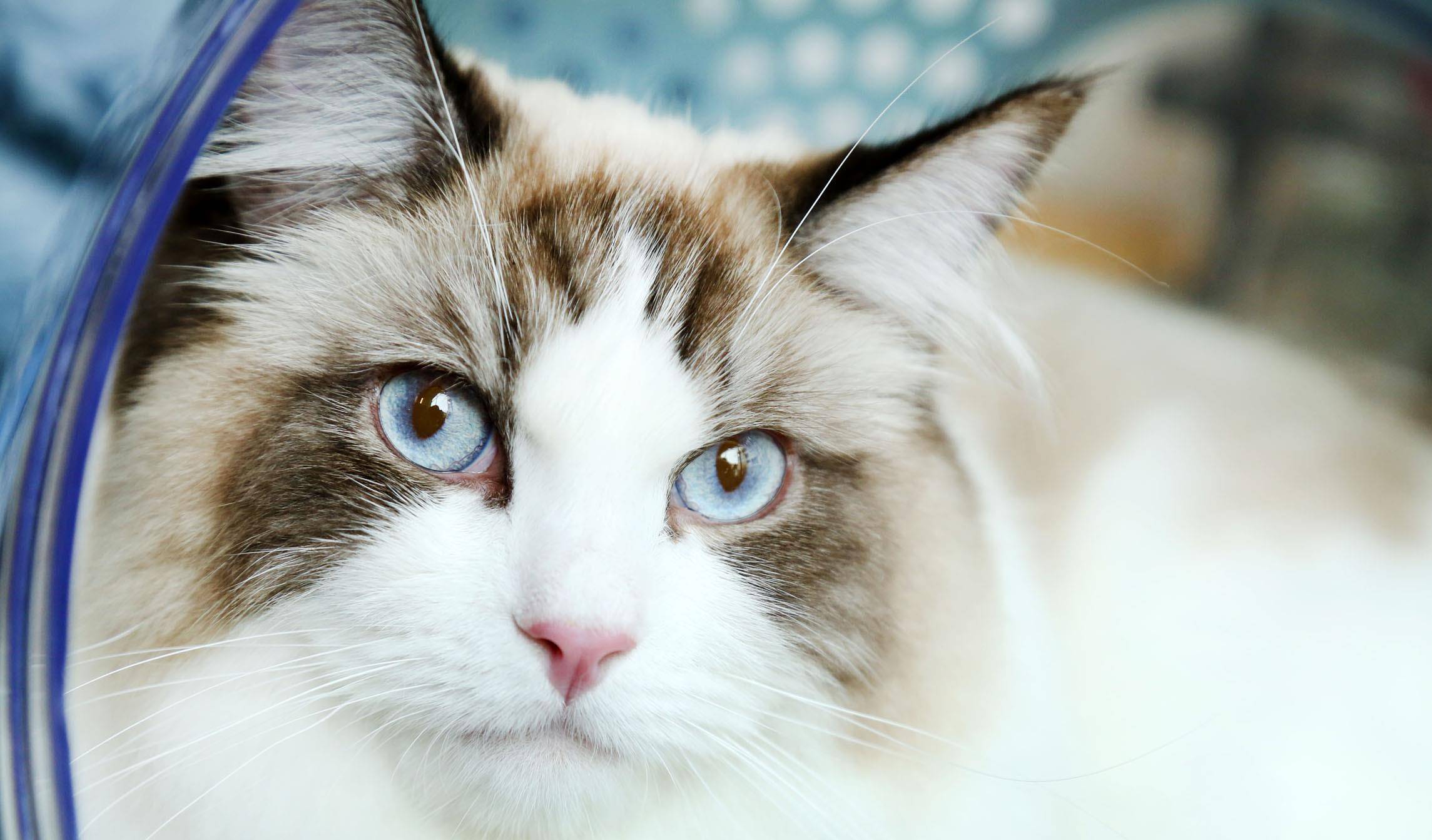 猫咪|有哪些品种猫的颜值超高，让人一见倾心？
