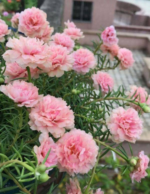 5种漂亮花 自我繁殖力真强 一棵花摇一摇 爆满小崽花满地 开花