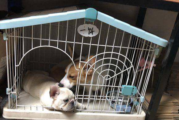 伴儿|主人觉得柯基自己在家无聊，给它找了伴儿，汪：心情大好！