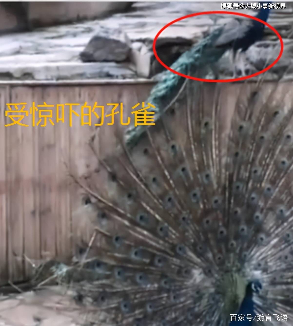 原创女子为哄娃狂拽孔雀羽毛得手后激动不已孔雀没有妈妈