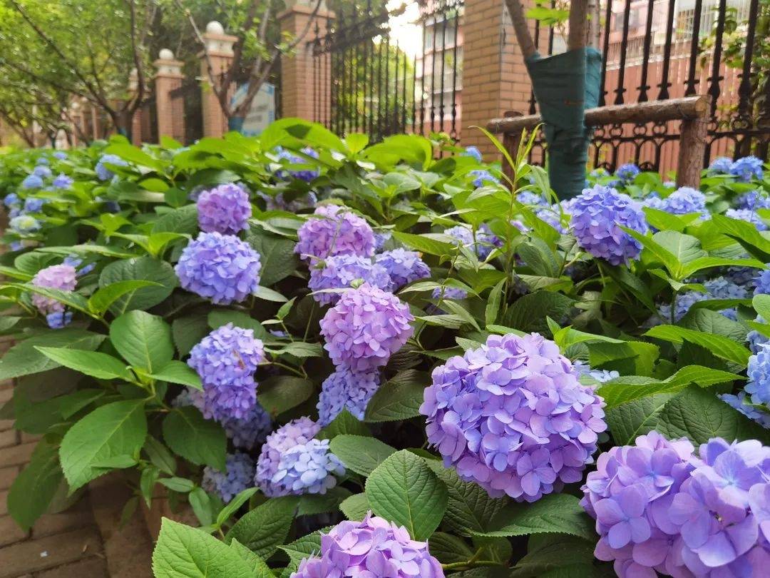 两侧成片的绣球竞相开放,红色,粉色,蓝色随风摇曳,吸引了许多路人驻足