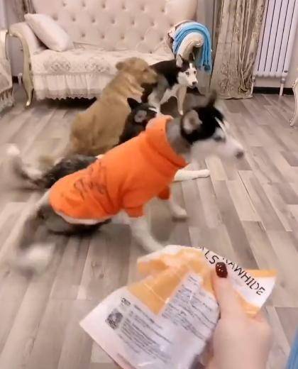 什么|哈士奇和金毛躺地上,听到零食的声音,二哈反应超快!