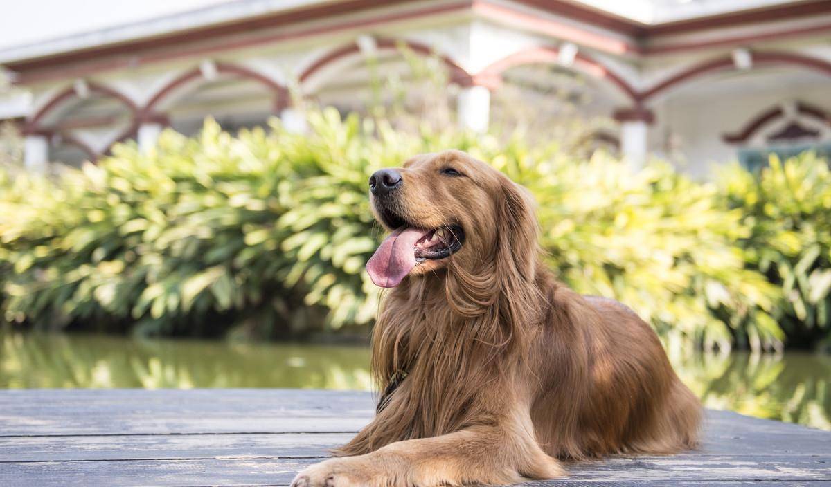 犬种智商排名_中华田园犬智商排名(3)