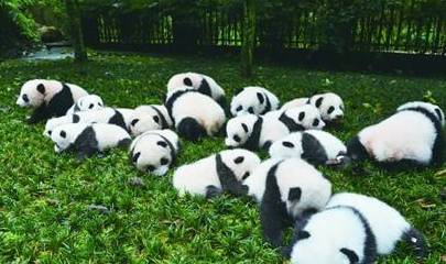 动物咬合力排名_咬合力第一的动物