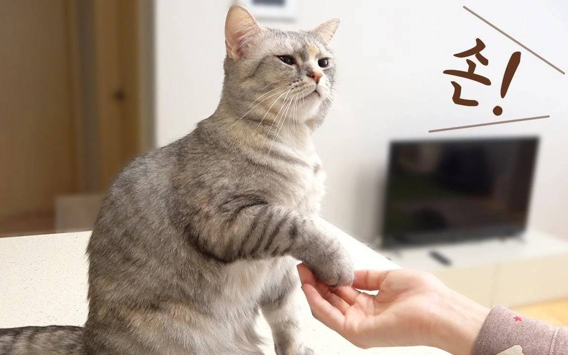 奖励|猫宫庄园训练猫咪互动的方法