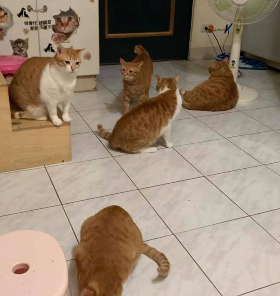 什么|主人究竟做了什么？竟让家里17只猫狗瞬间聚集来“讨债”