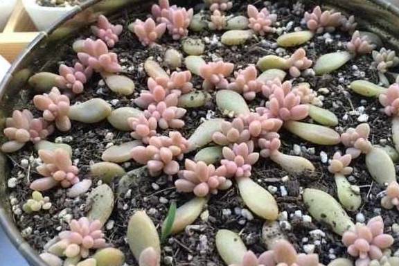 多肉怎么施肥磷酸二氢钾 04f6e02b33bf4191a2586053a32699ac.jpeg