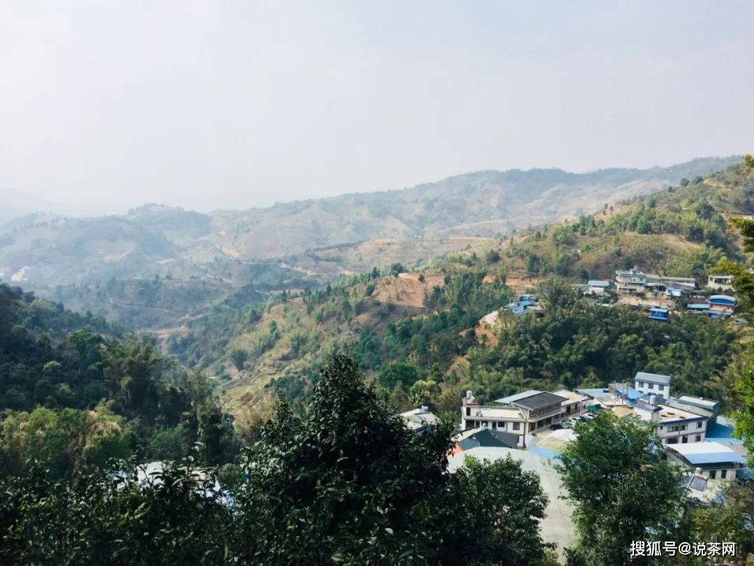 勐宋乡|传说“三年那卡赛班章”？勐宋古茶代表——那卡真能当班章卖？