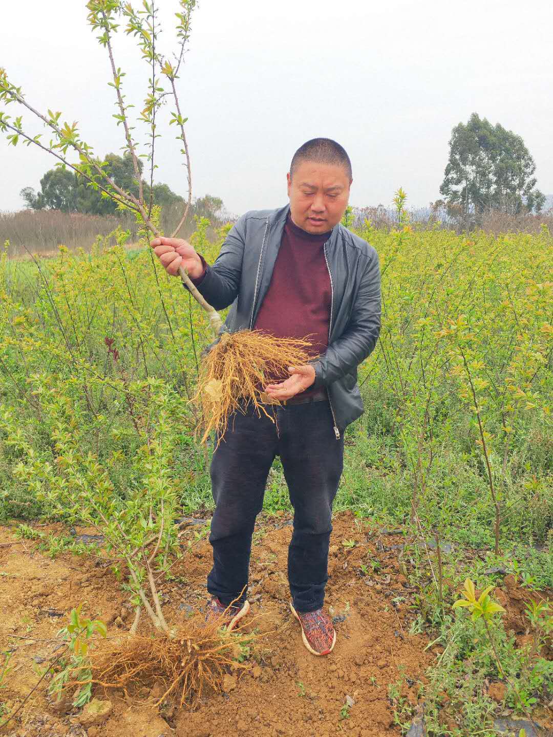 六马蜂糖李栽培技术,广安蜂糖李树苗批发,蜂糖李苗价格多少?