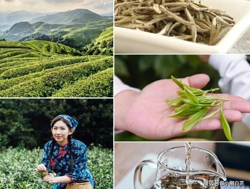 小刚|白茶“毫”的功效作用!