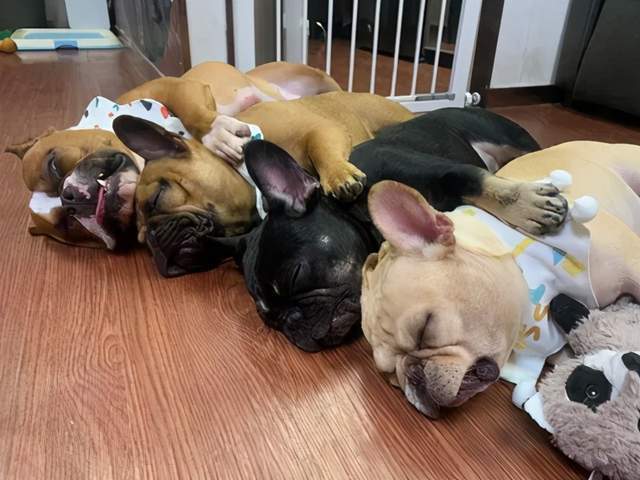 4只狗子抱在一起排排睡觉,结果最后一只越睡越丑