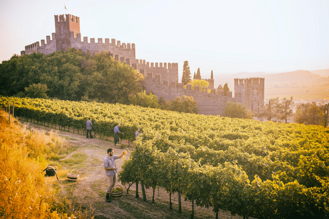 Wine|Siamo Campioni！意大利葡萄酒看Wine to Asia 2021