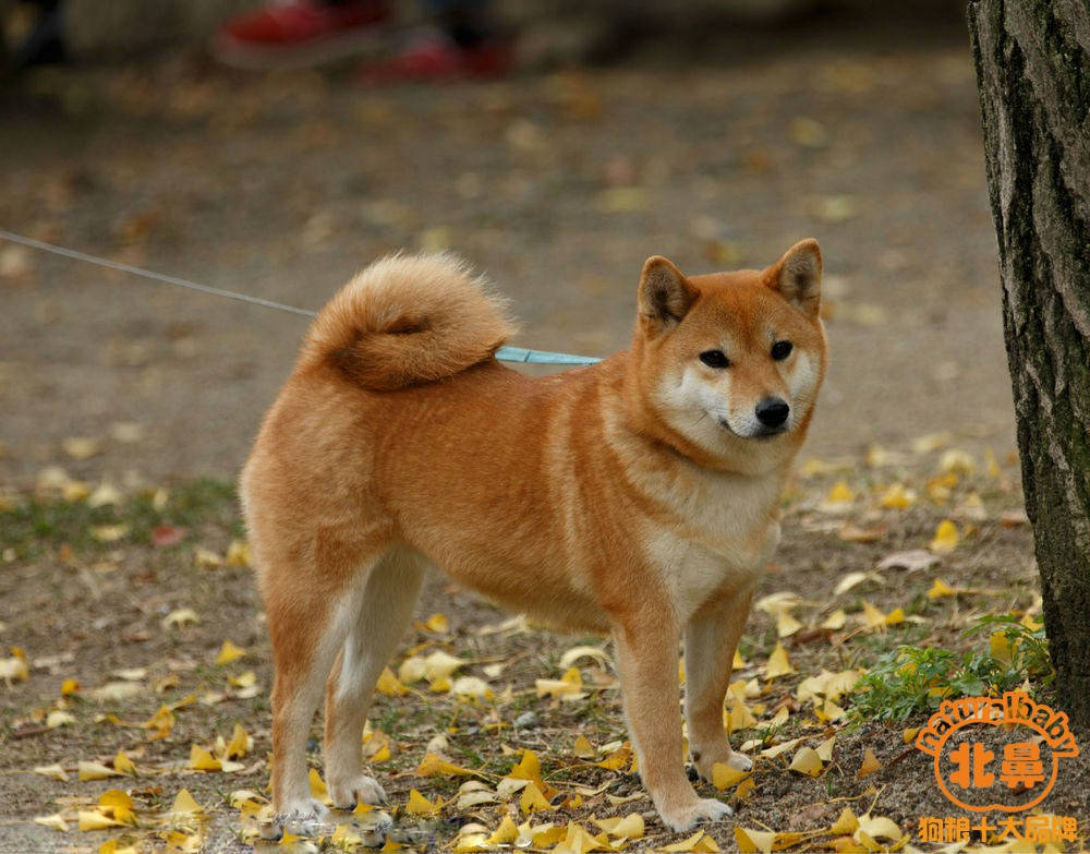 茶犬宠物图片