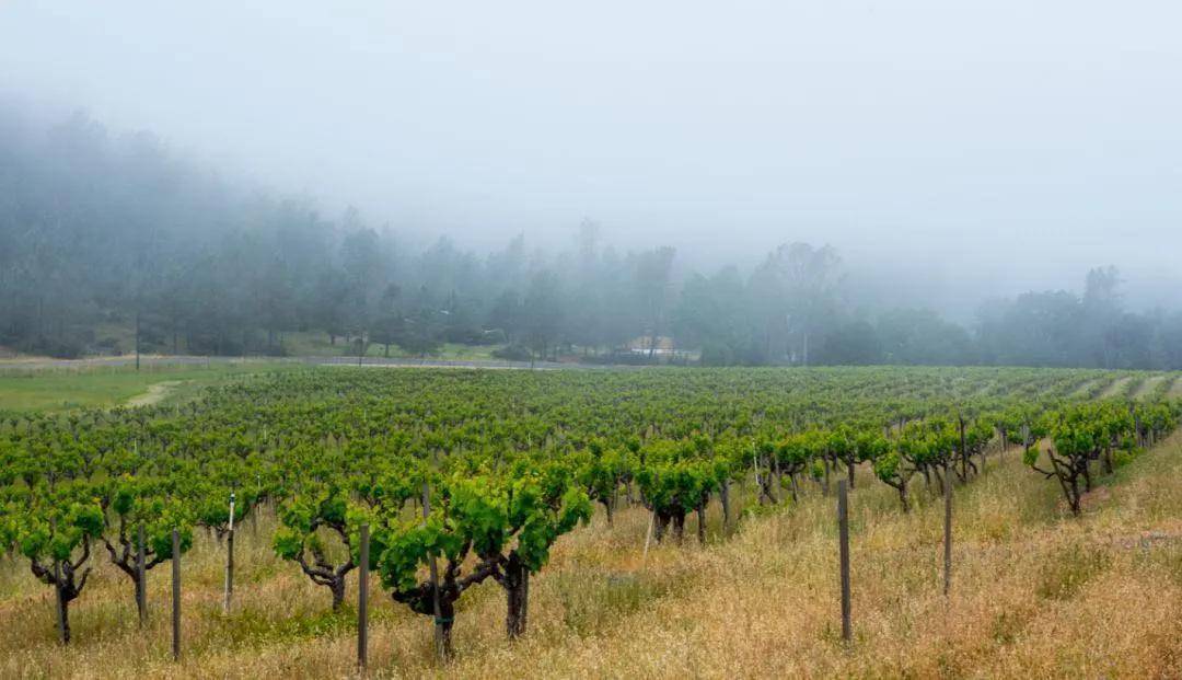 绮丽|【7.28-30 Interwine】马克斯威酒庄——美国纳帕的“谷中之谷”酒庄