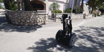 因为|关于边境牧羊犬几个“秘密”，看完很多人改观，直呼想养一只！