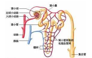 甲状腺|云南中西医结合医院杨昌波：原来甲状腺结节对心脏的危害这么大！