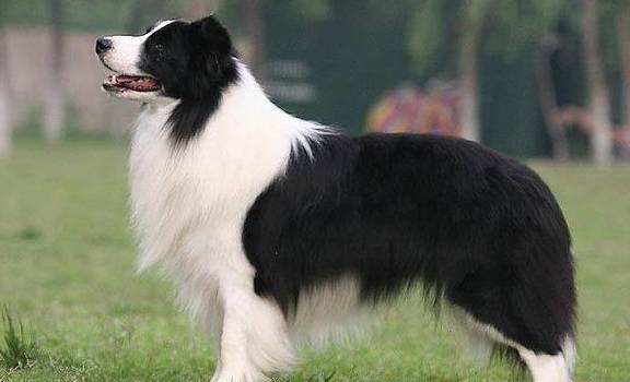 因为|关于边境牧羊犬几个“秘密”，看完很多人改观，直呼想养一只！