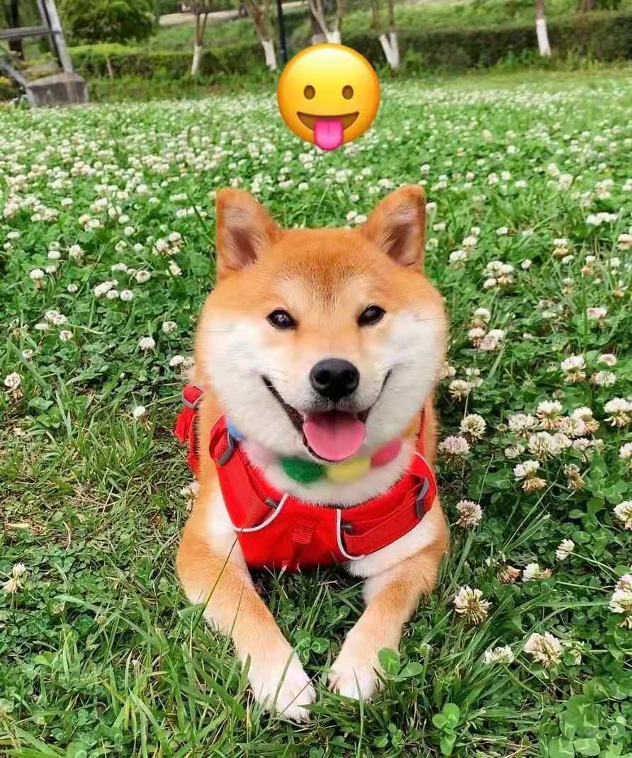 有一只可爱的柴宝宝是什么体验?_柴犬